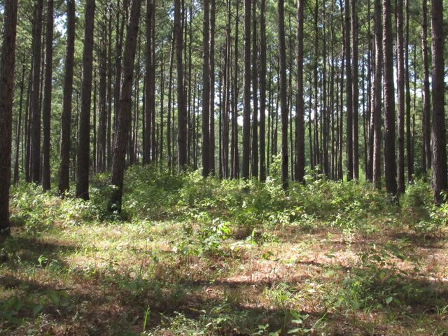 TBD22 Fm 256 N, Woodville, TX 75979