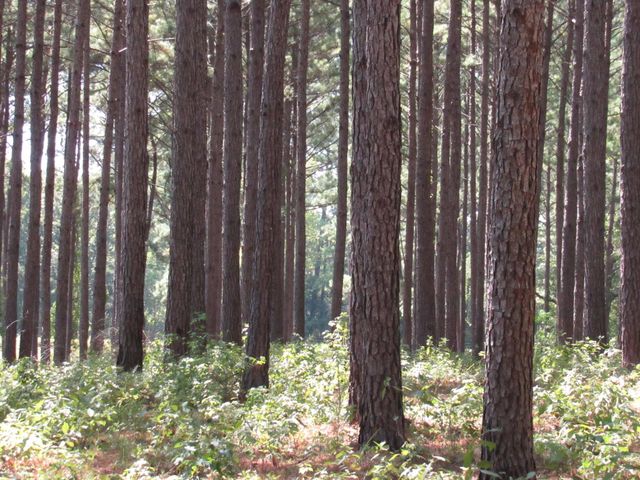 TBD22 Fm 256 N, Woodville, TX 75979