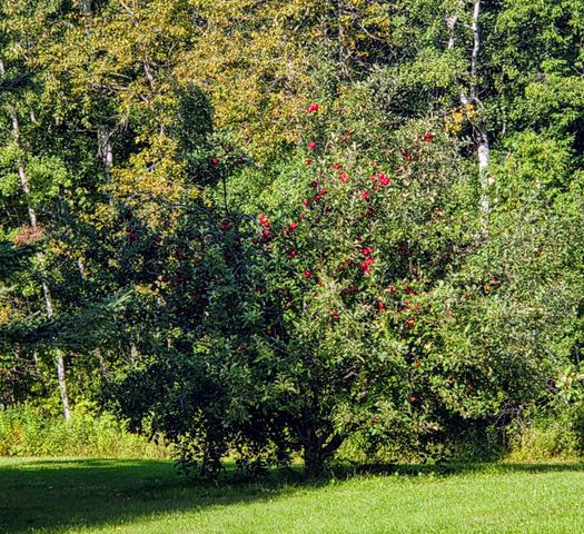 11775 Highway 71, Northome, MN 56661