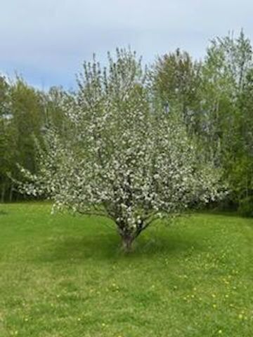 11775 Highway 71, Northome, MN 56661