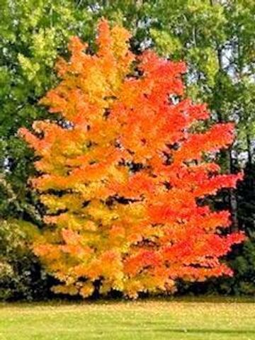 11775 Highway 71, Northome, MN 56661