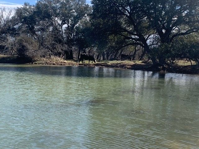 1521 FM 590, Comanche, TX 76442