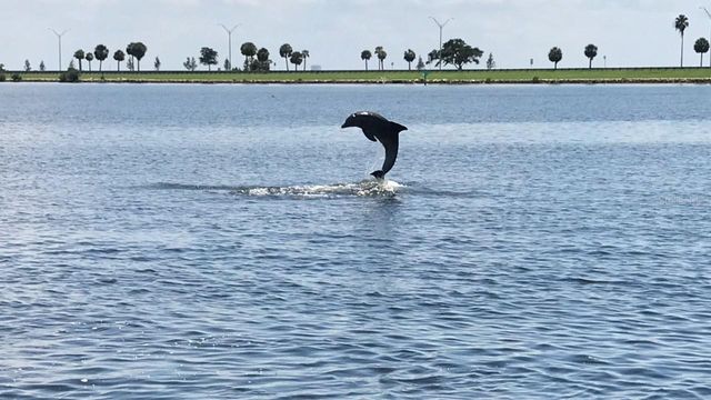 8822 BAY POINTE DRIVE 203, Tampa, FL 33615