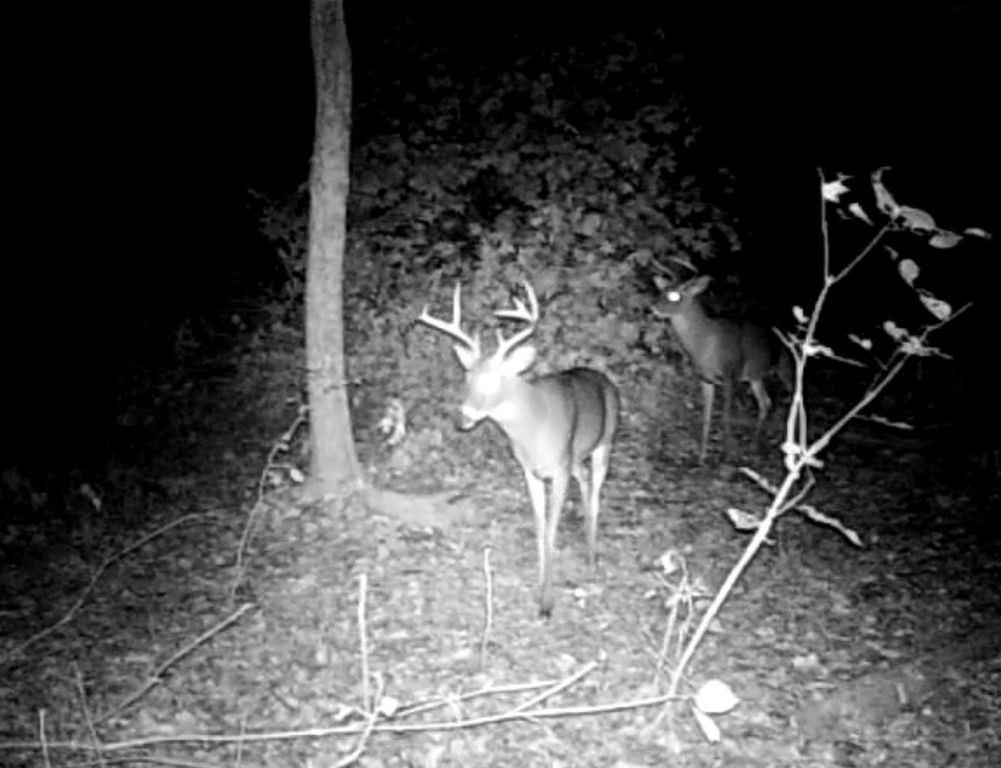 Image 14 of property listing at 9576 State Route 161 Extension, Iuka, IL 62849