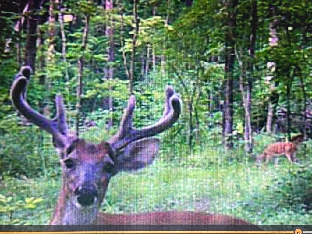 Image 16 of property listing at 9576 State Route 161 Extension, Iuka, IL 62849