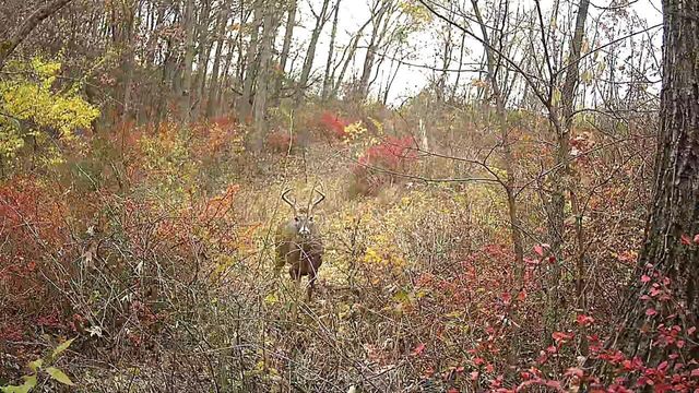 351 ACRES COUNTY ROAD S, Boscobel, WI 53805