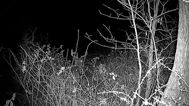 351 ACRES COUNTY ROAD S, Boscobel, WI 53805