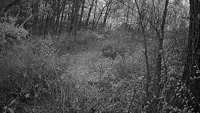 351 ACRES COUNTY ROAD S, Boscobel, WI 53805