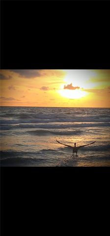 464 N PAULA DRIVE 115, Dunedin, FL 34698