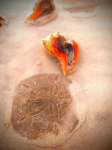 464 N PAULA DRIVE 115, Dunedin, FL 34698