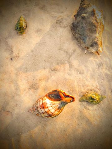 464 N PAULA DRIVE 115, Dunedin, FL 34698