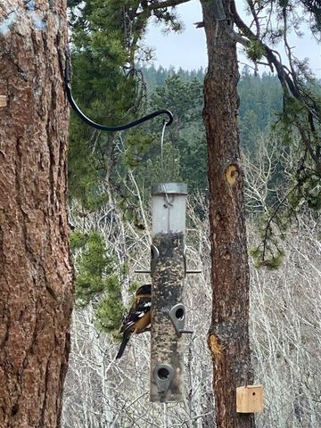 1820 Lazy Z Road A, Nederland, CO 80466