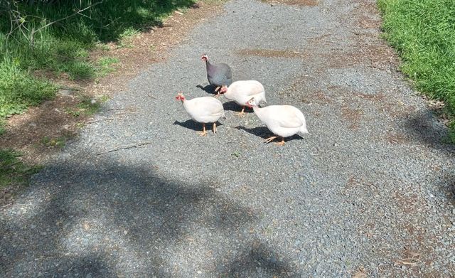 7045 Mount Vernon Rd, Auburn, CA 95603