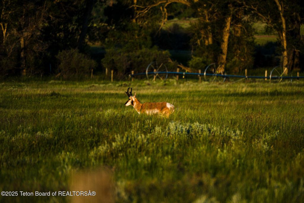 ROCK CREEK RANCH, Buffalo, WY 82834 photo 34