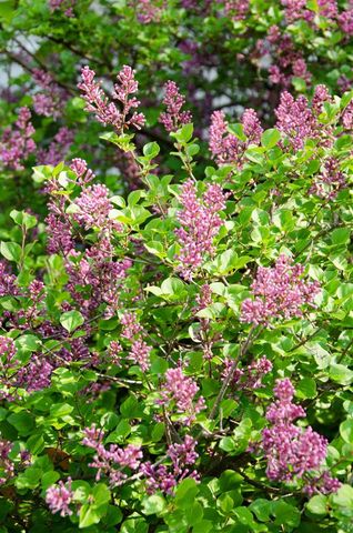 6 Mottau Drive, Lyndeborough, NH 03082