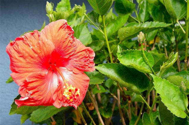 2445 CHRISTINE DRIVE, Titusville, FL 32796