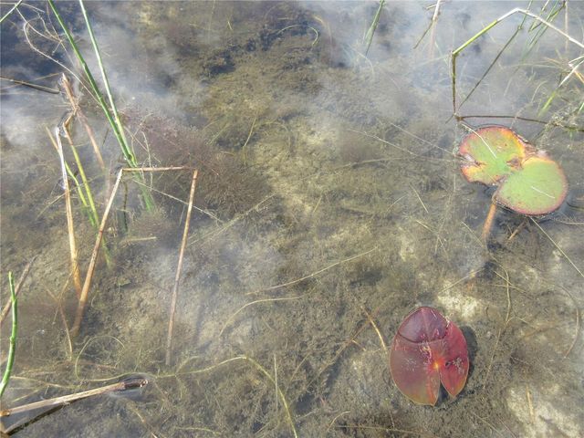 17350 SE 66TH STREET, Ocklawaha, FL 32179