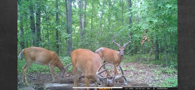 111 Adaleighs Way, Big Sandy, TN 38221