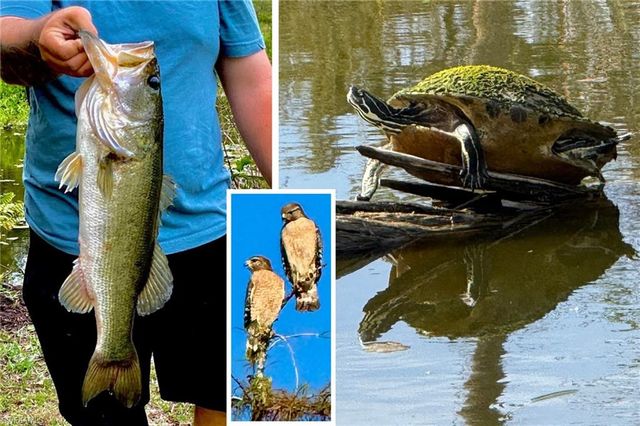 14593 Aeries Way DR, Fort Myers, FL 33912