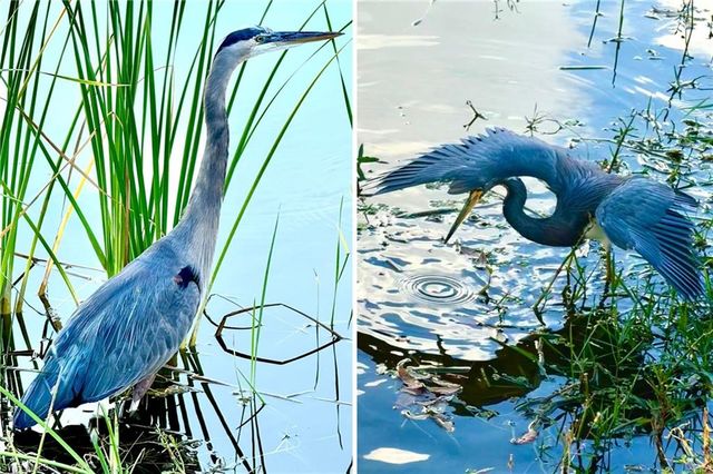 14593 Aeries Way DR, Fort Myers, FL 33912