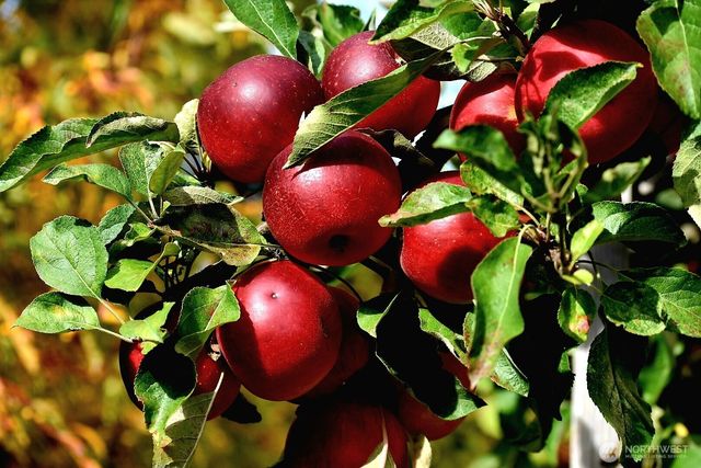 28220 71st Drive NW, Stanwood, WA 98292