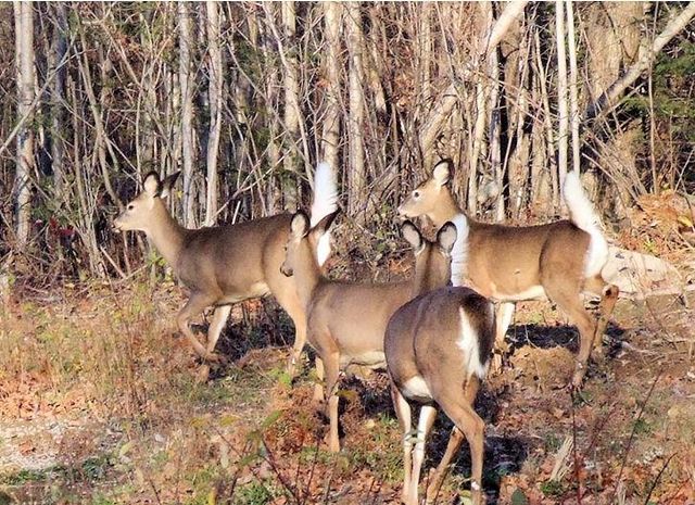 720 SW 800th Road, Chilhowee, MO 64733