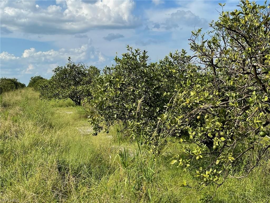 6876 5th RD, LABELLE, FL 33935 — photo 4
