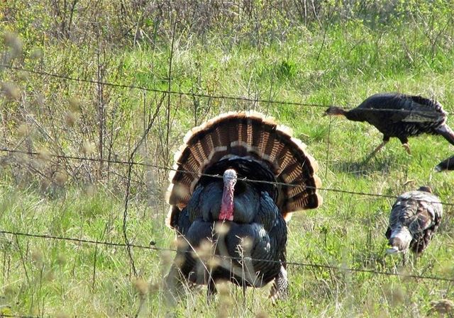 510 NW 100th Street, Spickard, MO 64679