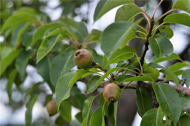 510 NW 100th Street, Spickard, MO 64679