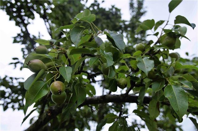 510 NW 100th Street, Spickard, MO 64679