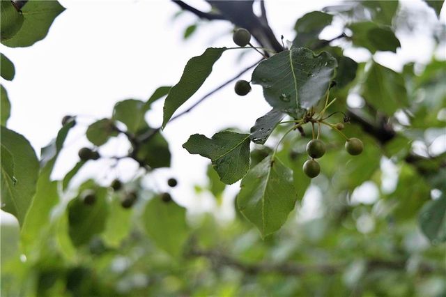 510 NW 100th Street, Spickard, MO 64679