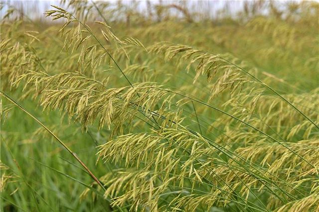 510 NW 100th Street, Spickard, MO 64679