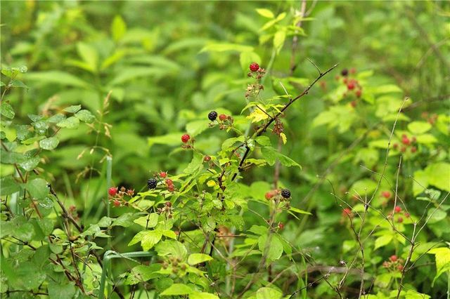 510 NW 100th Street, Spickard, MO 64679