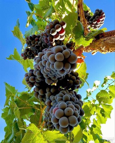 71 Valley Club Cir, Napa, CA 94558