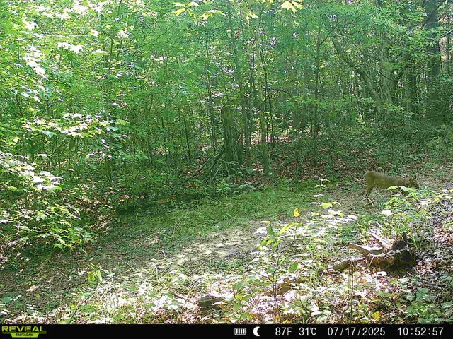 5931 Buffalo Valley Rd, Baxter, TN 38544