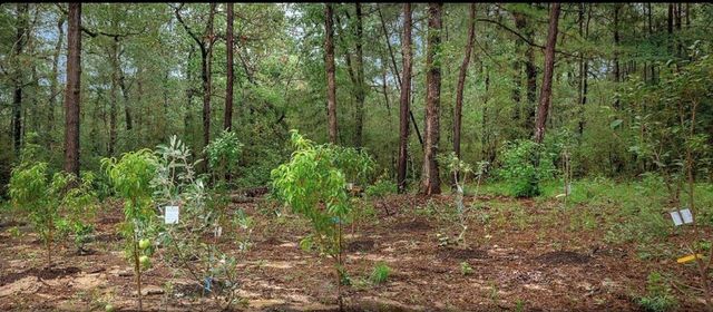 23514 Saratoga Woods Parcel A Drive, Montgomery, TX 77316