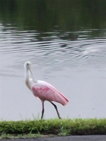 36750 US HIGHWAY 19 N 04216, Palm Harbor, FL 34684