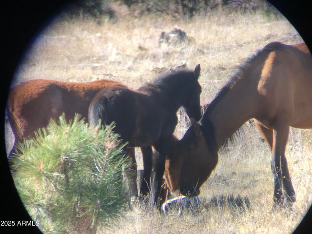 2702 COVERED WAGON Trail, Overgaard, AZ 85933