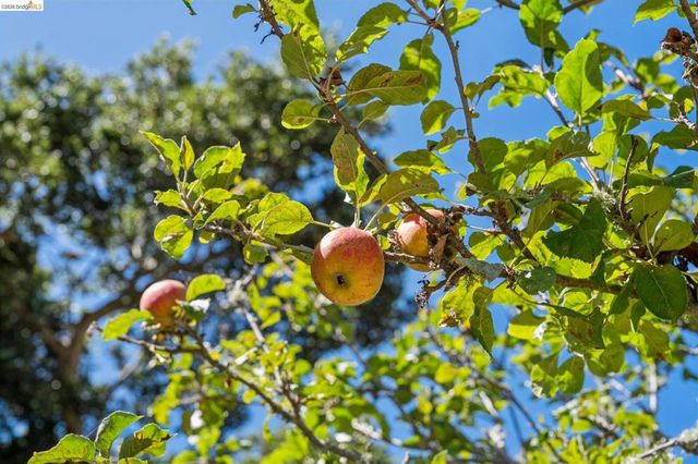 1909 San Antonio AVE, Berkeley, CA 94707