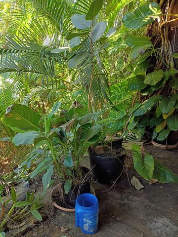 16038 Robin Way, Jupiter, FL 33478