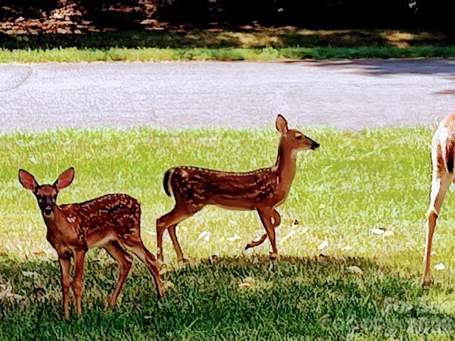 2429 Cassidy Drive, Davidson, NC 28036