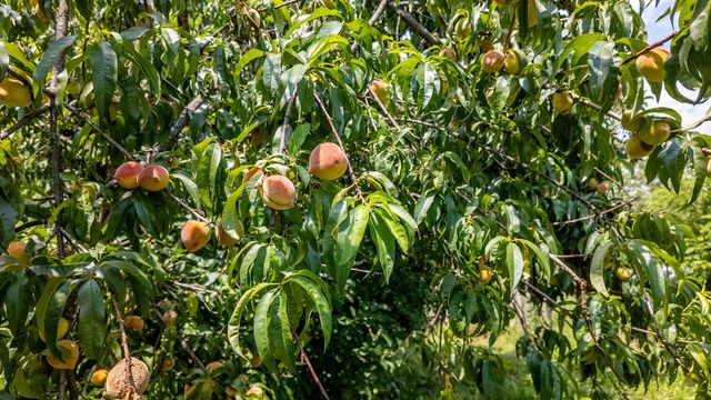 804 Banks Road, Hardy, AR 72542