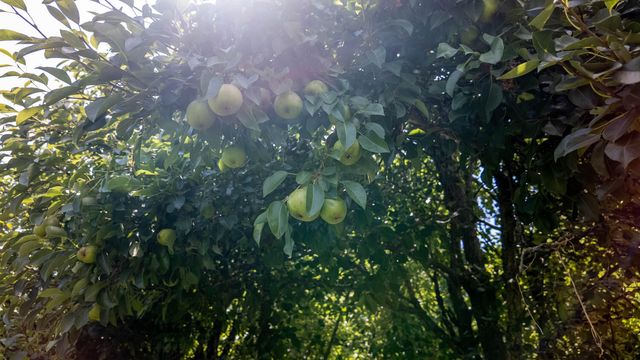 804 Banks Road, Hardy, AR 72542