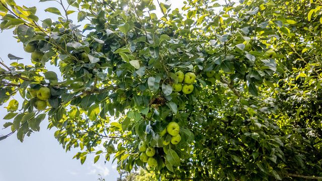 804 Banks Road, Hardy, AR 72542