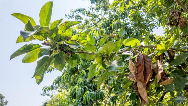 804 Banks Road, Hardy, AR 72542