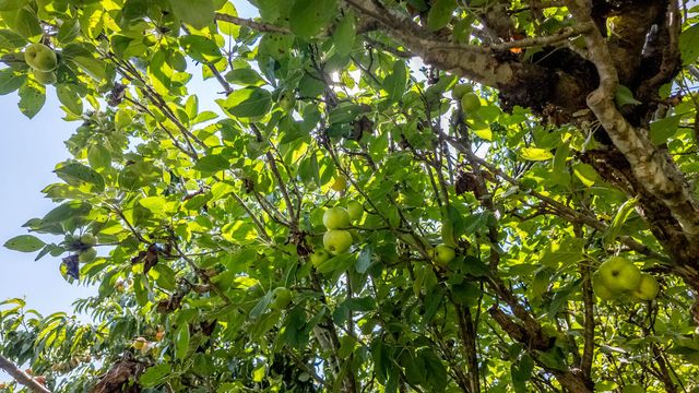 804 Banks Road, Hardy, AR 72542