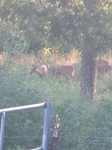 804 Banks Road, Hardy, AR 72542