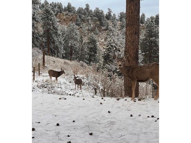 280 Bunny Rd, Bailey, CO 80421