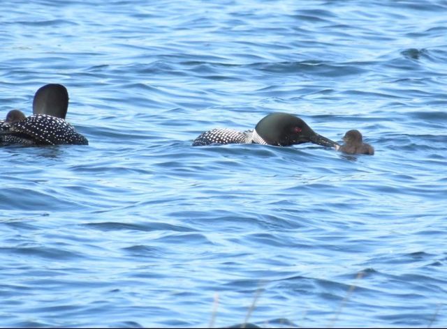 10065 Amigo Trail, Grey Eagle, MN 56336