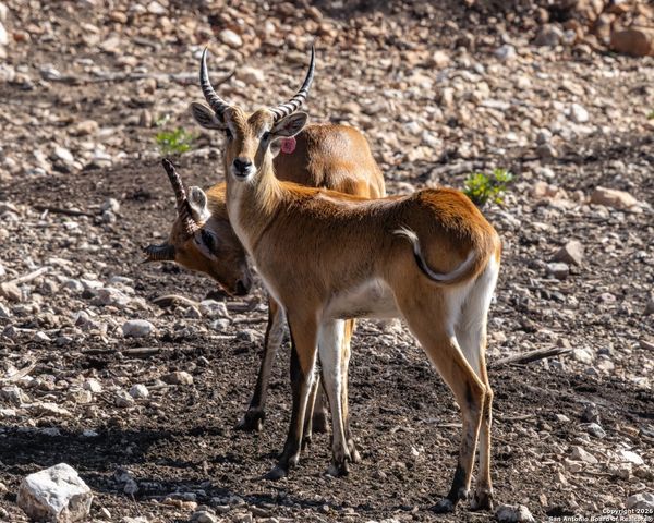 225 Arrowhead Lane, Pipe Creek, TX 78063